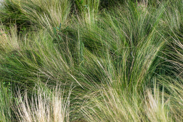 Fototapeta premium A dense clump of fine-textured ornamental feather grass sways with a blend of vibrant green blades and soft, golden-tan tips.