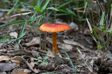 Fototapeta premium Close-up of red mushroom in the forest in Japan.
