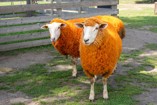 Two sheep with bright orange painted wool stand side by side on grass and bare soil inside a wooden fenced enclosure, facing the camera in a sunny rural farm setting