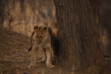 Lion cub standing beside a tree, full body © WildinAfrica