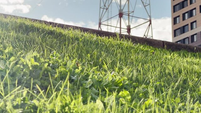Lush green grass grows brightly on a sunny hill in Saint Petersburg. A tall tower stands calmly near modern buildings in the background. The serene atmosphere brings a feeling of peace and joy.