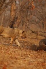 Male lion walking in the distance, vertical composition © WildinAfrica