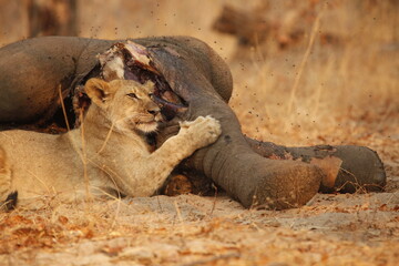 Close view of a lion feeding on an elephant carcass © WildinAfrica