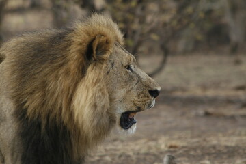 Male lion in profile with a full, healthy mane © WildinAfrica