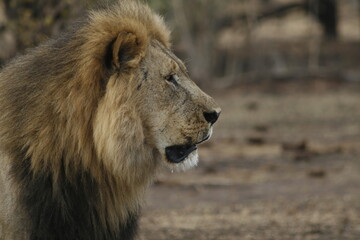 Male lion profile portrait against soft golden light © WildinAfrica