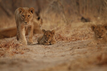 Lioness leading her cub with another cub trailing behind © WildinAfrica