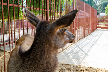 Fototapeta premium Young deer stands behind red metal fence