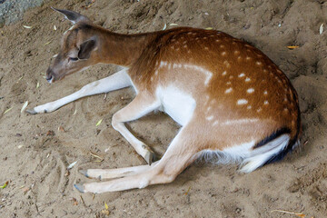 Fototapeta premium Young deer rests on sandy ground, peacefully