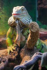 Fototapeta premium Green iguana perches on tree branch, chewing leaf