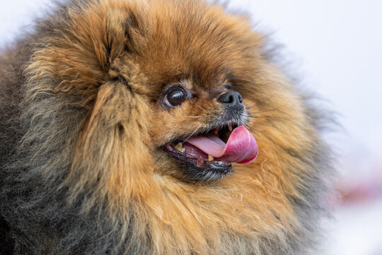 Pomeranian or Kleinspitz dog, characterized by an abundant sable-orange coat and a joyful expression with its tongue lolling out