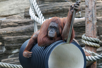Fototapeta premium Red orangutan rests on large black pipe