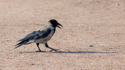 Fototapeta premium Crow stands on dry, sandy ground