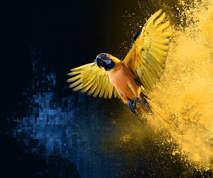 Blue and yellow macaw parrot in flight, transitioning from a digital pixelated blue background, to a vibrant, yellow powder explosion