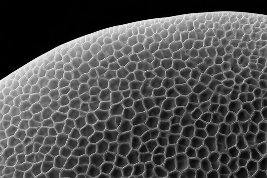 Microscopic view of a pollen grain surface showing intricate geometric honeycomb patterns.