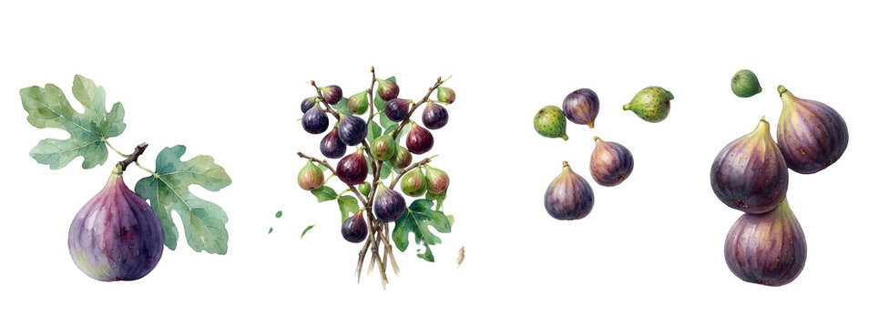 Vibrant watercolor fig fruit illustration featuring ripe purple and green figs with lush botanical leaves arranged gracefully on transparent background