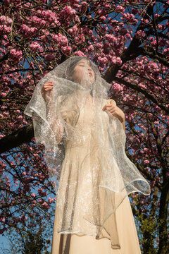 fine art portrait of asian girl in white dress with veil under pink cherry blossom tree in spring