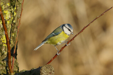 Eurasian blue tit (Cyanistes caeruleus) perched on a tree branch in spring sunny day, beautiful small songbird with blue and yellow plumage close-up © Badr