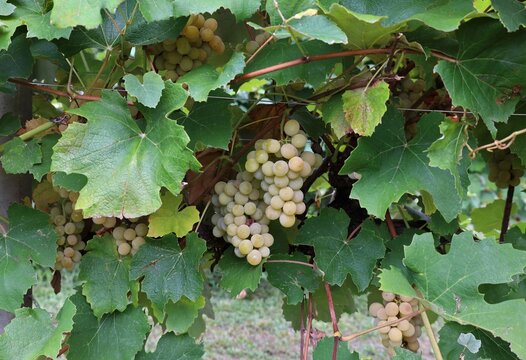 Almost ripe bunches of Noah, white variety of Fox grape, in september. It is used for table grape, wine production and fruit juice.