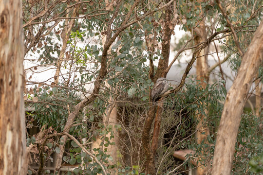 owl hidden in the branches of the trees