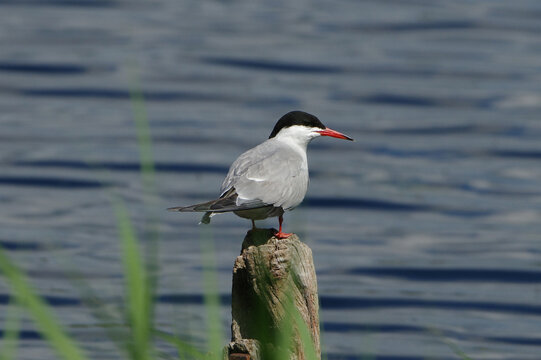 Common Tern (Sterna hirundo) perched on a wooden post with water background
