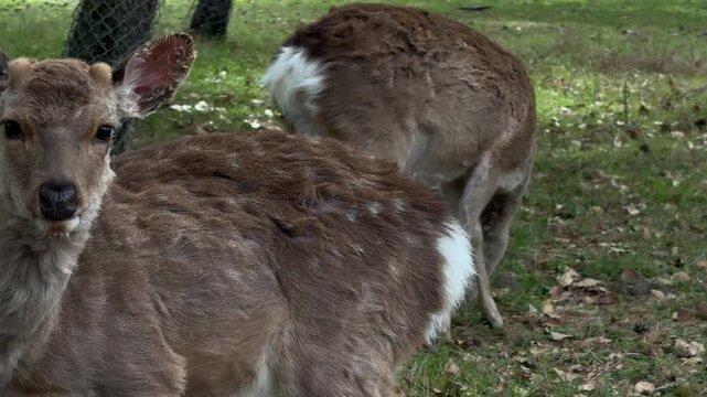 Sika deer grooming routine up-close shedding fur Nara park Japan wildlife