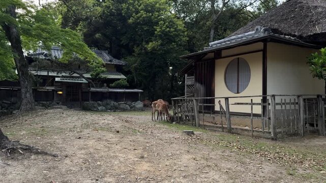 Historic Edosan Ryokan inside Nara Park in Nara, Japan wildlife nature