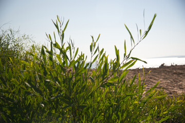Fototapeta premium Green plant on a sunny day