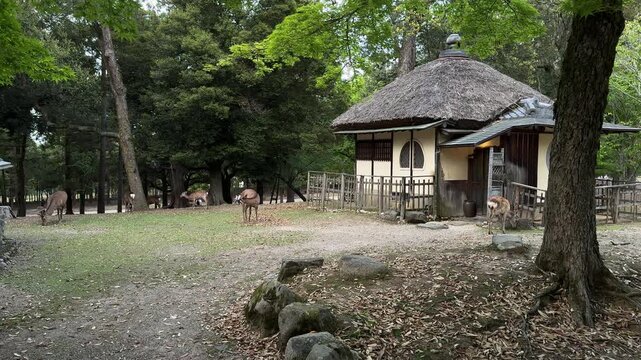 Grounds of Edosan historic ryokan located within Nara Park in Nara, Japan sika deer