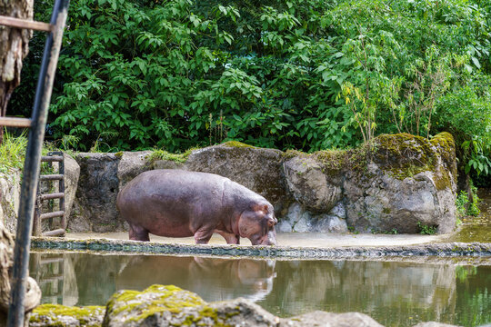 Large hippopotamus standing by the water pool in a zoo enclosure