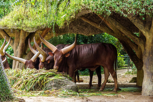 Ankole-Watusi cattle with massive large horns eating grass in a zoo enclosure