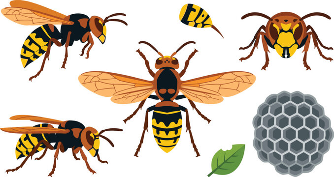 Asian giant hornet wasp vector illustration sticker set featuring flying stinging insects striped abdomen warning colors paper nest comb and green leaf on white background