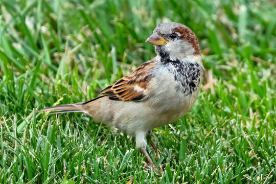 Male House Sparrow Standing in the Grass