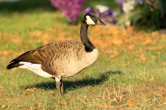 Canada Goose Standing in the Grass