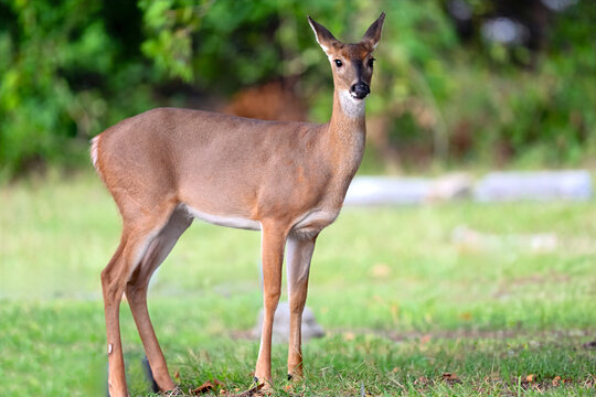 Female White-tailed Deer Doe Looking at Camera