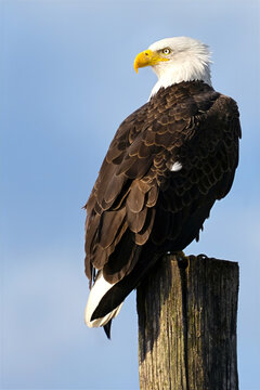 Bald Eagle Standing on a Piling