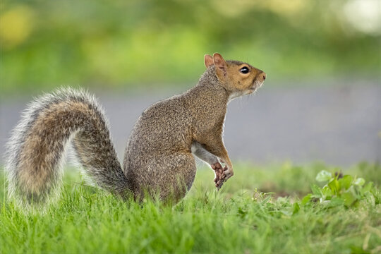 Eastern Gray Squirrel Standing in the Grass