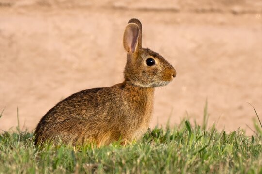 A Young Eastern Cottontail Rabbit