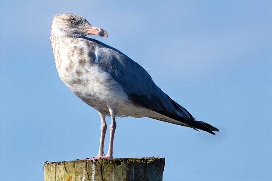 Herring Gull Standing on a Piling