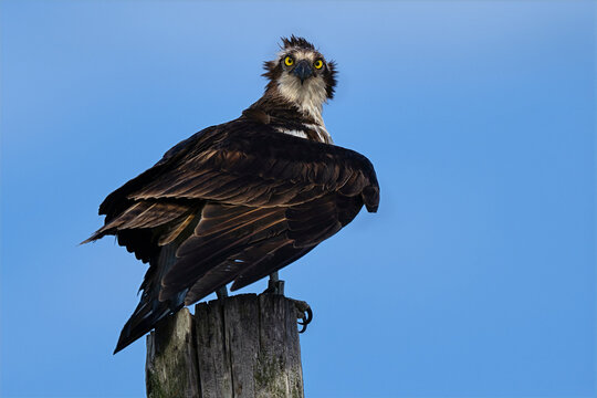Osprey Staring Right at Camera