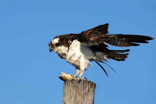 Osprey Standing on Piling with Fish