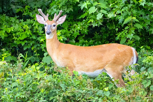 Male White-tailed Deer Buck Looking at Camera