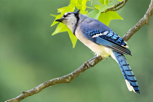 Blue Jay Standing on a Tree Branch