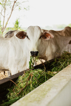 White zebu cattle in a rural landscape. Gado zebu&iacute;no branco em uma paisagem rural