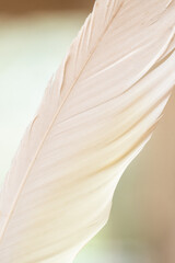 close up of feather © Lucy Rock
