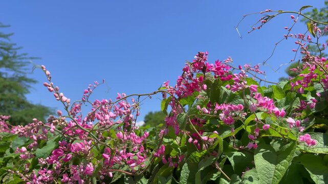 Honey bees collecting nectar from wild pink flowers, highlighting pollination, natural behavior and the relationship between insects and flowering plants
