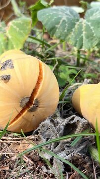 Cracked winter squash growing in vegetable garden video