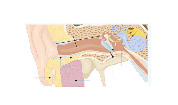  External auditory canal, Anatomy of the Ear &ndash; Sagittal Section, Illustration showing the anatomical structures of the external, middle, and inner ear in sagittal section.