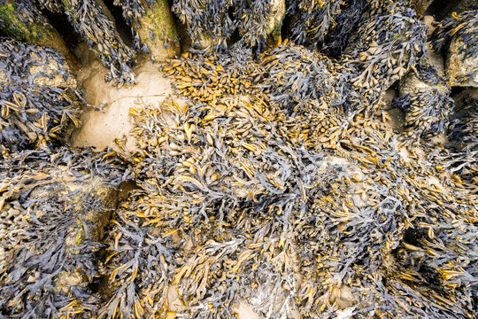 Brown seaweed on a North Sea beach. Close-up of the plant.
