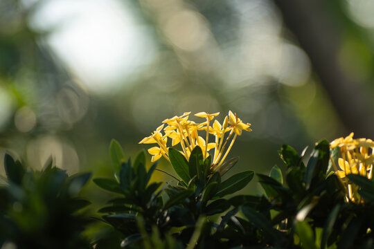 Vibrant yellow ixora flowers blooming under morning sunlight against dreamy soft circular bokeh backdrop
