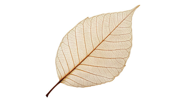 Single delicate dry textured skeleton leaf leaf isolated on transparent background